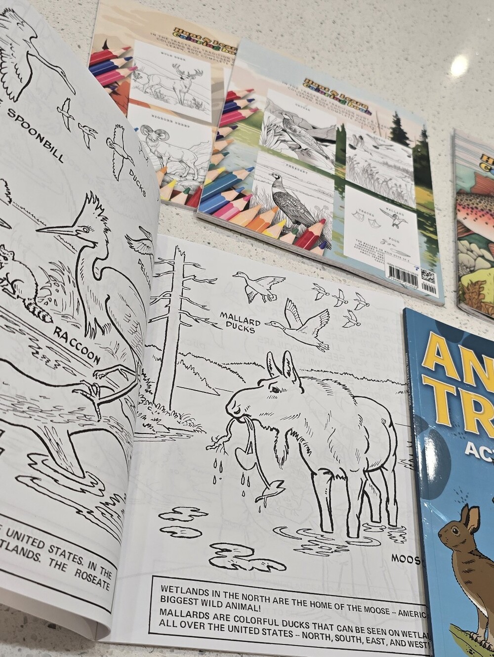 Hunt & Learn Coloring Book Collection - Picture 8 of 8